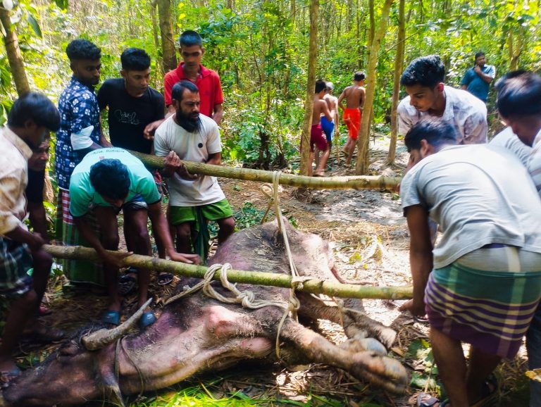 সখিপুরের হাতীবান্ধা গভীর জঙ্গলে মহীষ উদ্ধার